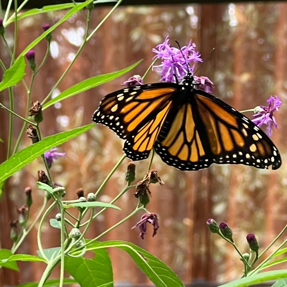 Meet your Posher, Laura - Picture 3 of 3